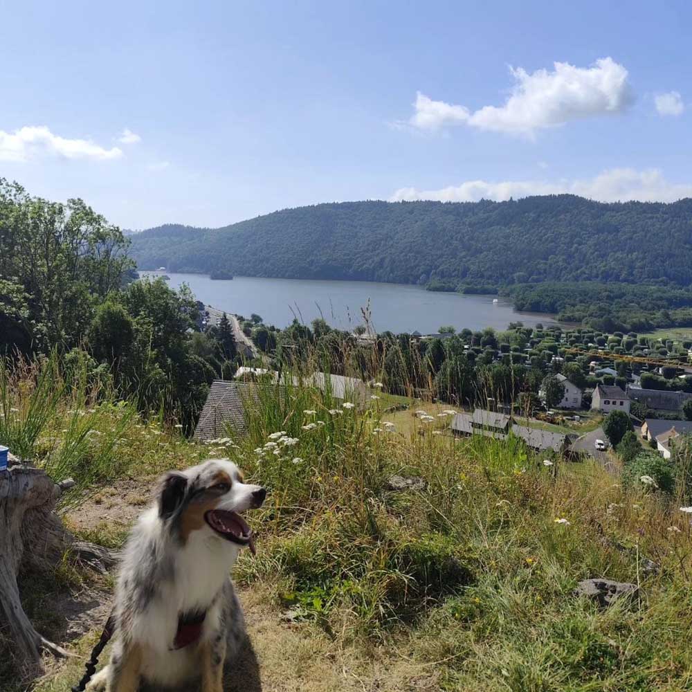 Chien profitant de la vue sur le lac et les volcans depuis un emplacement de camping au Lac Chambon avec chien autorisé.