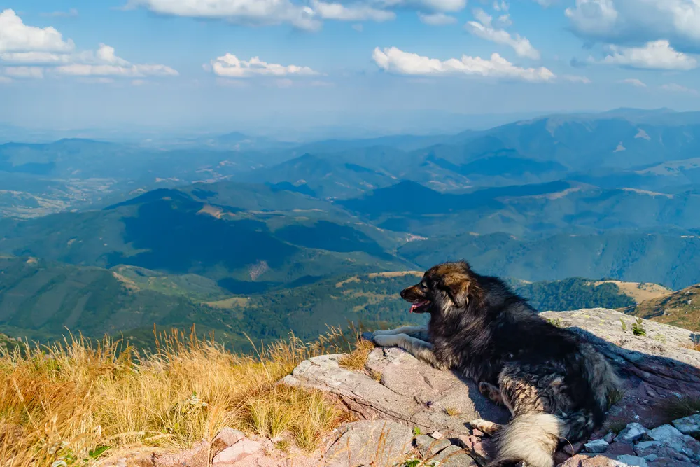 Service premium pour les chiens au camping de Serrette