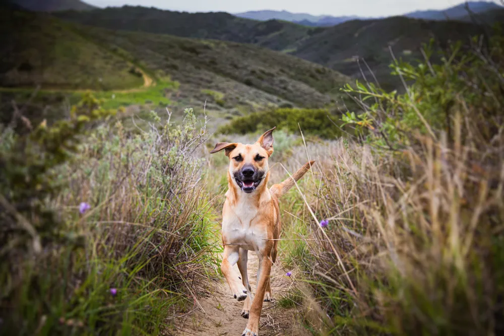 Chien beige et noir courant joyeusement sur un sentier de randonnée en pleine nature, à proximité d'un camping acceptant les animaux.
