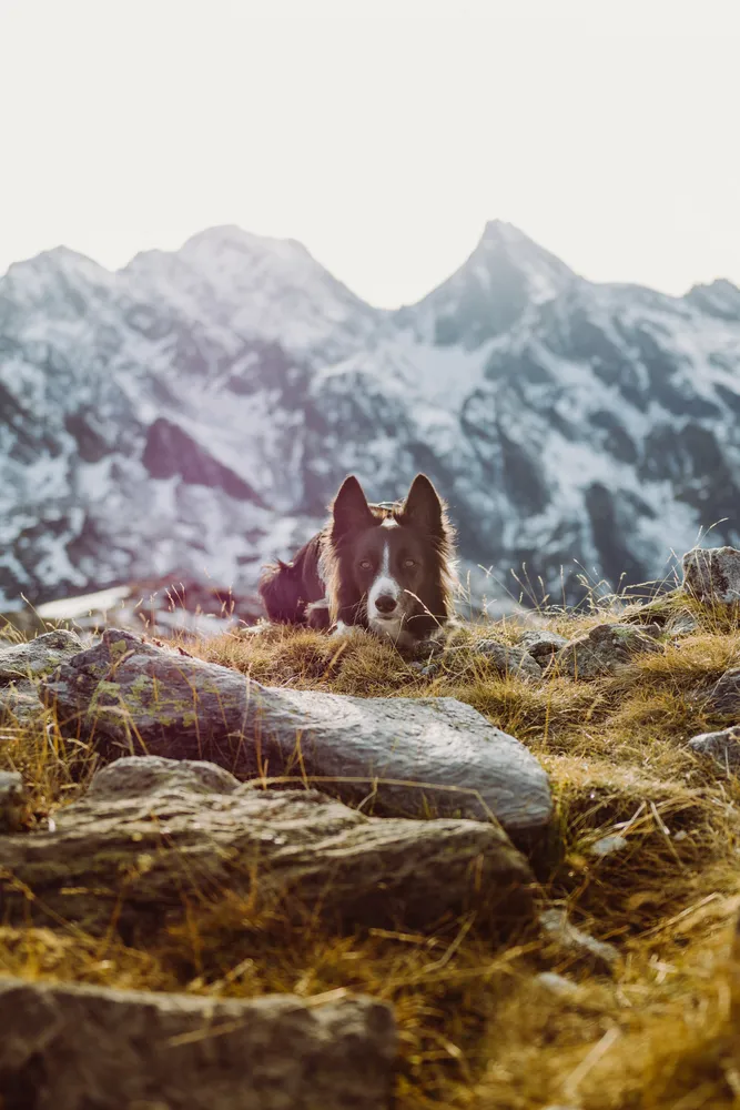 Chien de type Border Collie assis dans l'herbe face aux montagnes, idéal pour un séjour en camping avec chien accepté et randonnées.