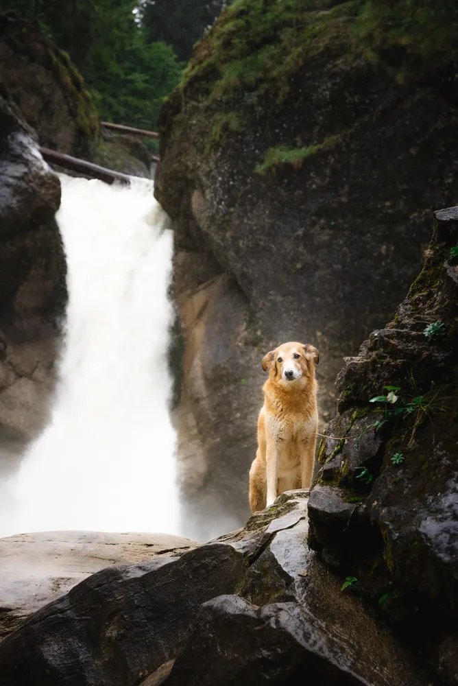 Chien assis sur un rocher devant une grande cascade en forêt, parfait pour des vacances en camping acceptant les chiens avec sentiers de randonnée.