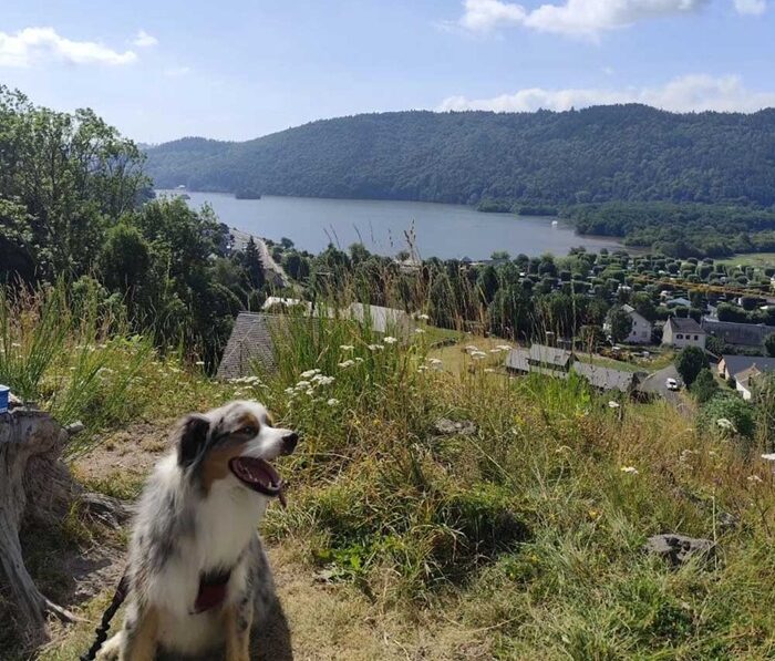 chien heureux au camping de Serrette en Auvergne