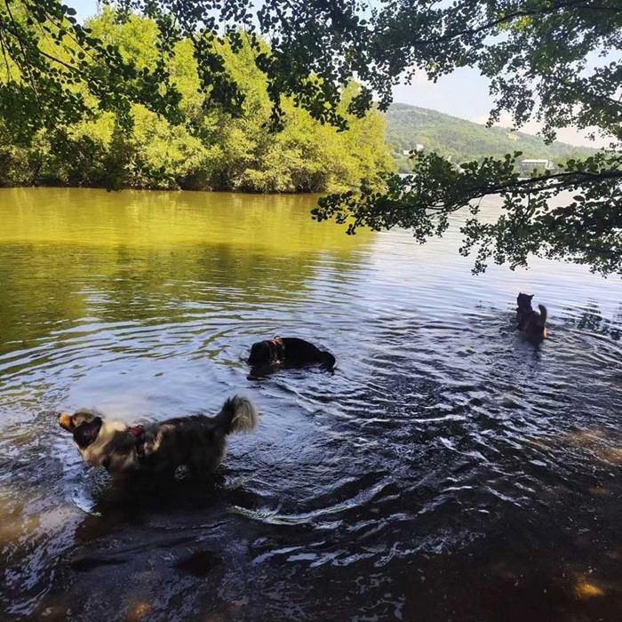 baignade canine au camping de serrette avec espace chiens