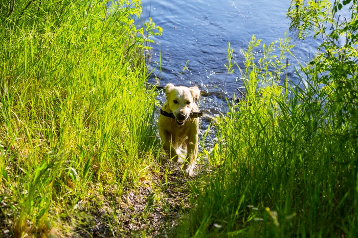 Un chien sortant des eaux fraiches du Lac de Chambon avec son bâton