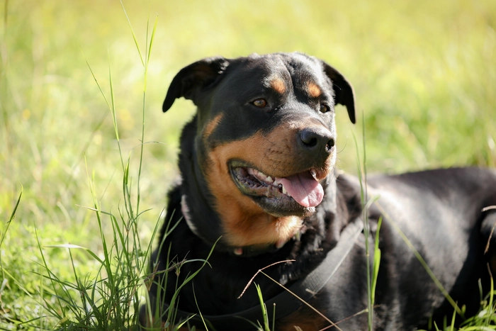 Un chien couché dans l'herbe et heureux à la fin de son séjour en Auvergne